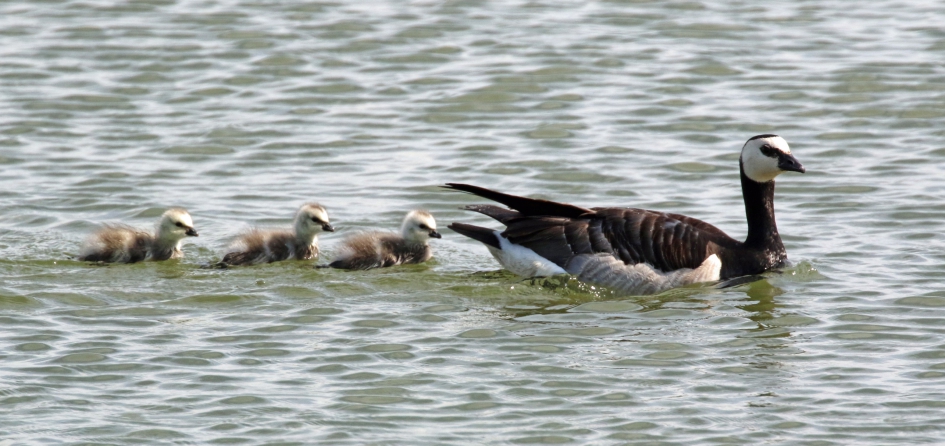 Brandgans met jongen - Vogels - 