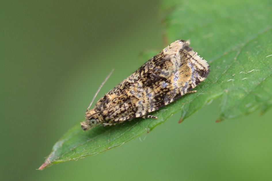 brandnetelbladroller - Geleedpotigen - brandnetelbladroller