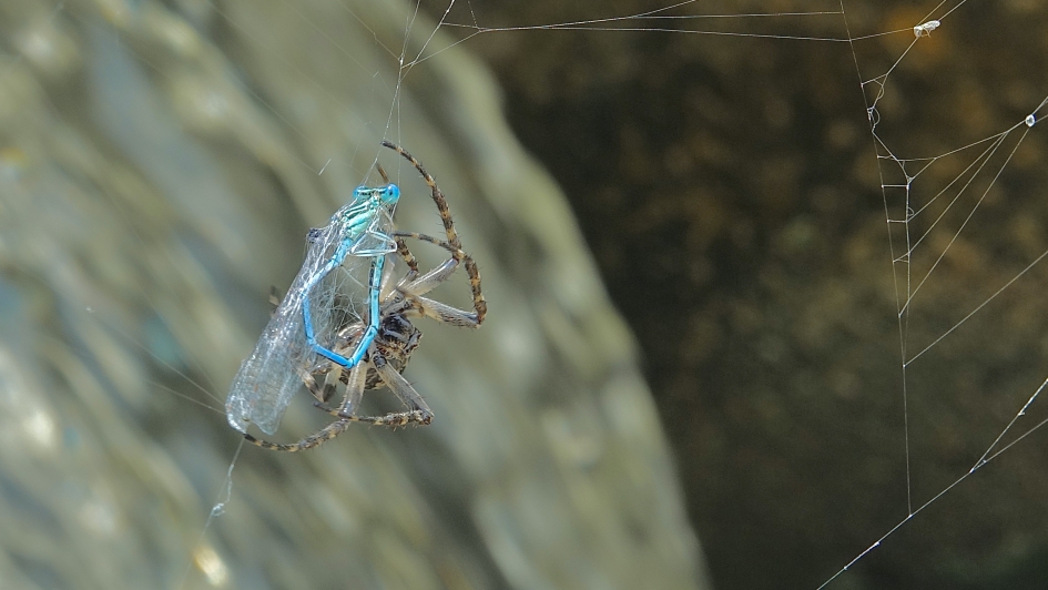 Brugspin pakt een juffer in - Geleedpotigen - Brugspin