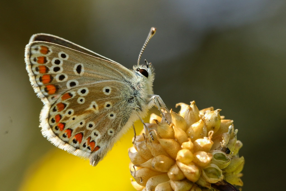 Bruin blauwtje - Geleedpotigen - Bruin blauwtje