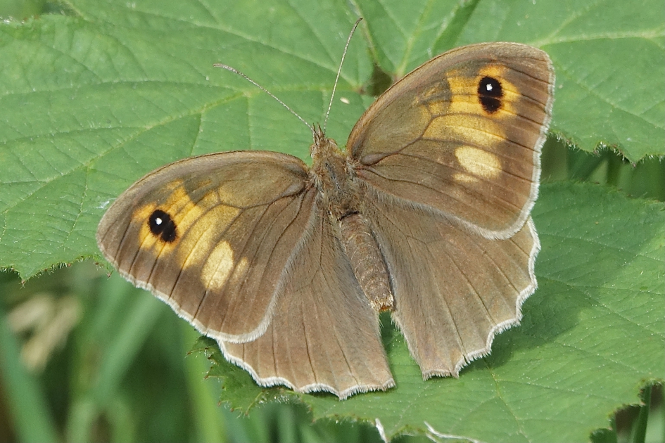 Bruin zandoogje - Geleedpotigen - Bruin zandoogje