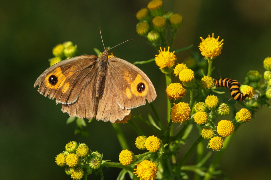 Bruin zandoogje - Geleedpotigen - Bruin zandoogje