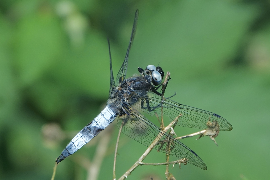Bruine korenbout - Geleedpotigen - Bruine korenbout