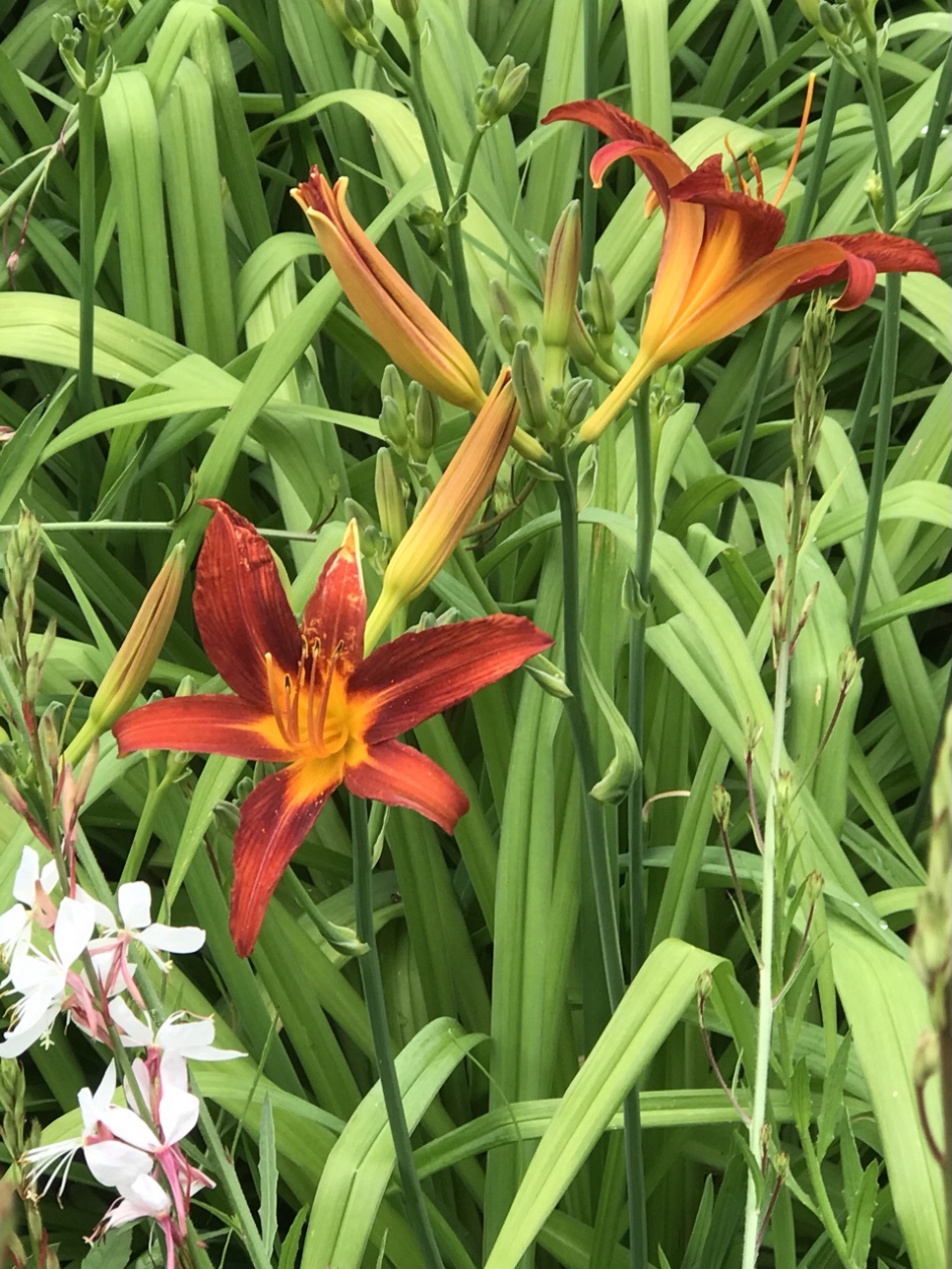 Bruine daglelie - Planten - 