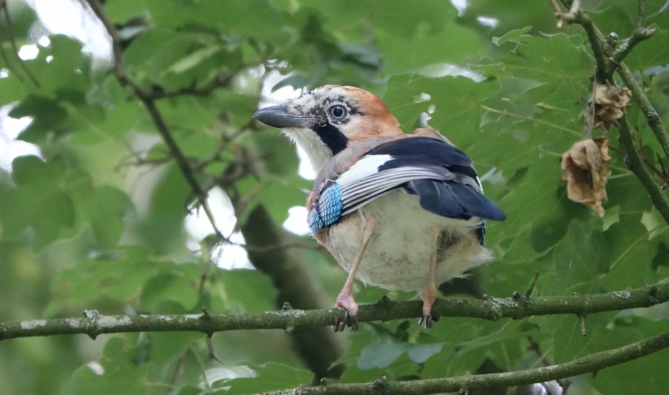 Brutaaltje - Vogels - Gaai