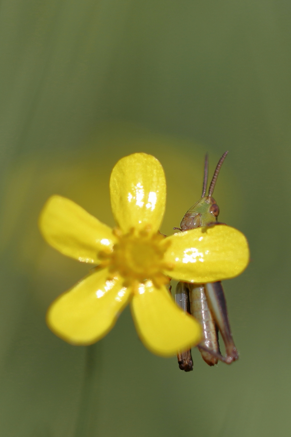 cameraschuw - Geleedpotigen - veldsprinkhaan