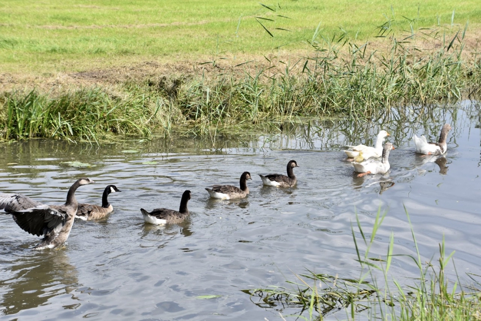 Canadese en boerenganzen - Vogels - 