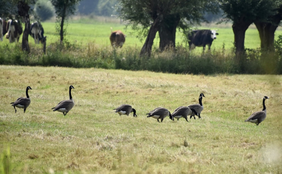 Canadese ganzen in het land - Vogels - 