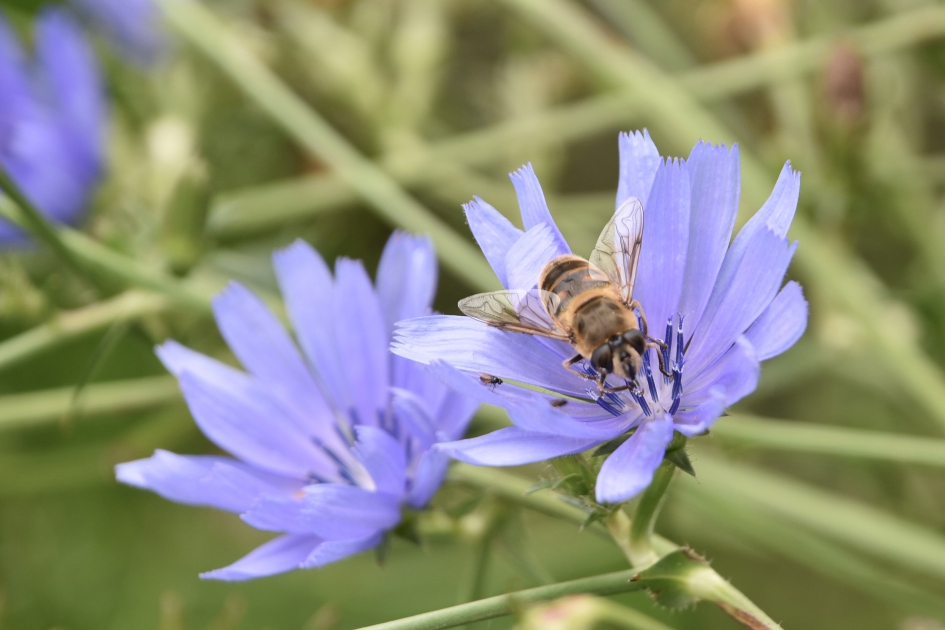 Cichorei met  zweefvlieg - Planten - 