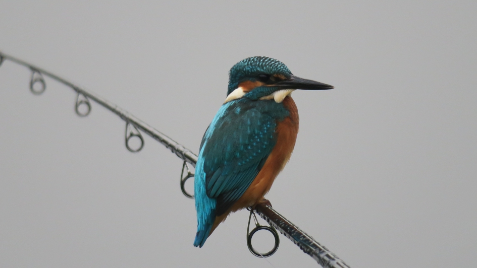 Collega visser - Vogels - Ijsvogel