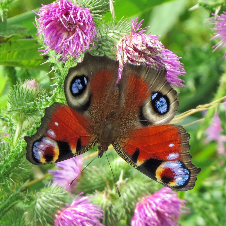 Dagpauwoog - Geleedpotigen - 