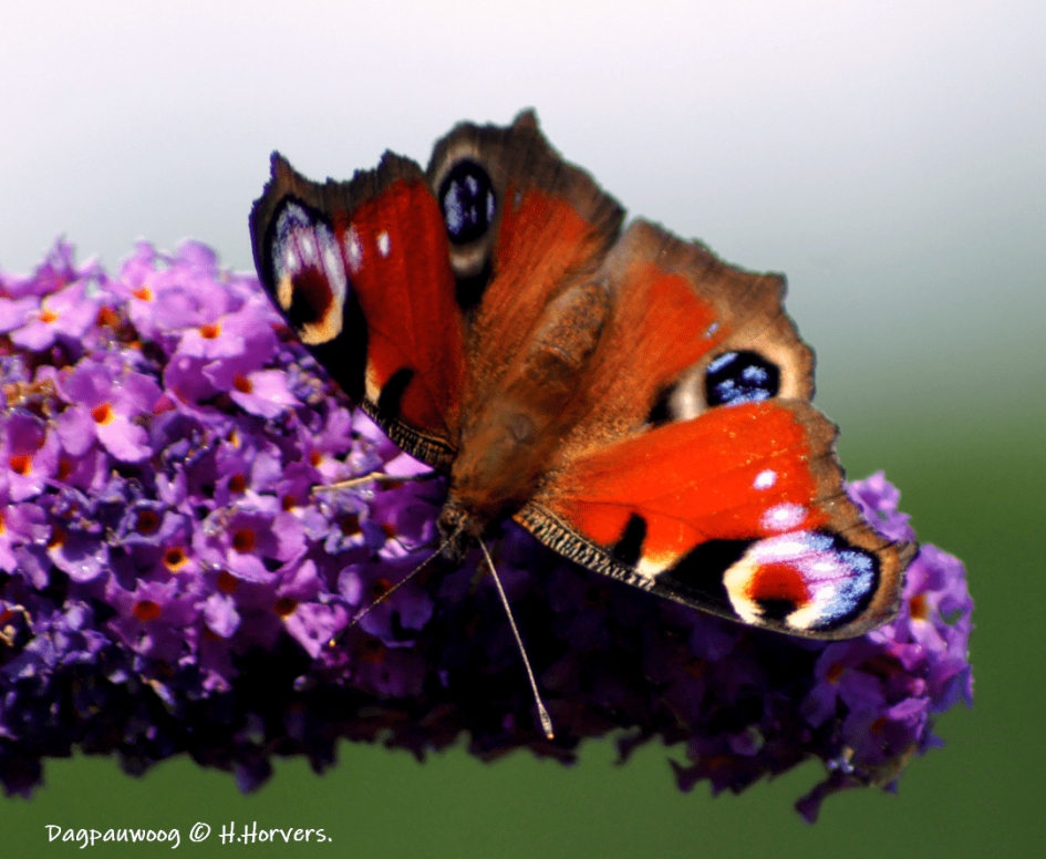 Dagpauwoog - Geleedpotigen - Dagpauwoog