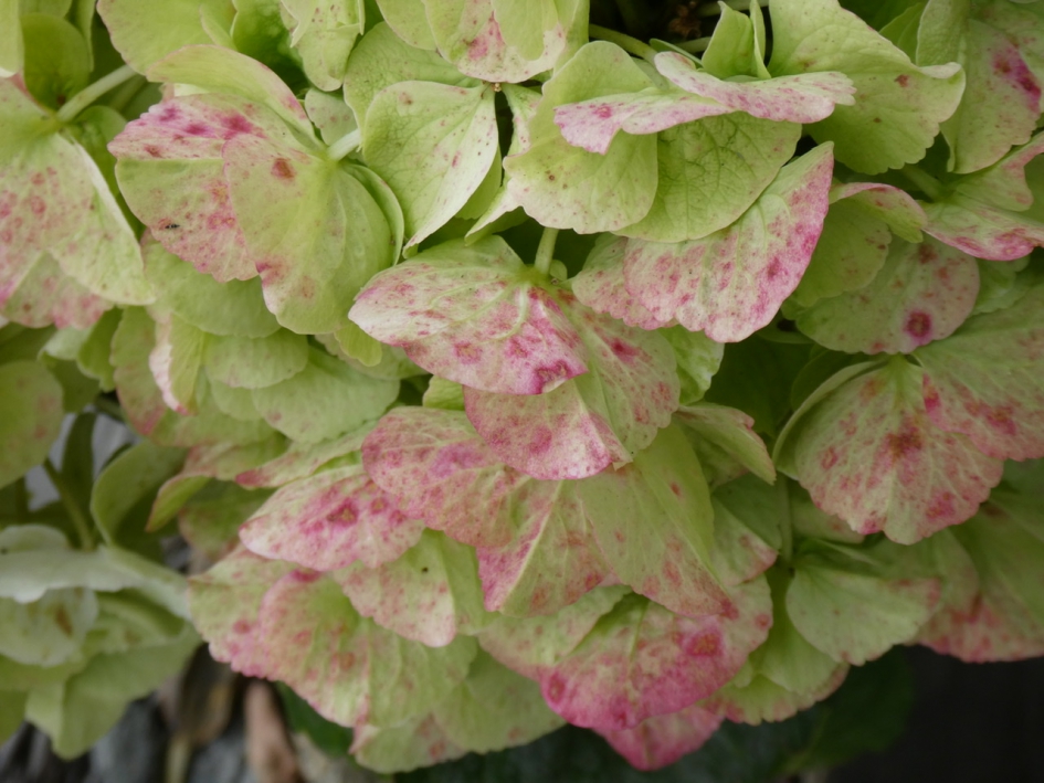 De hortensia kleurt - Planten - 