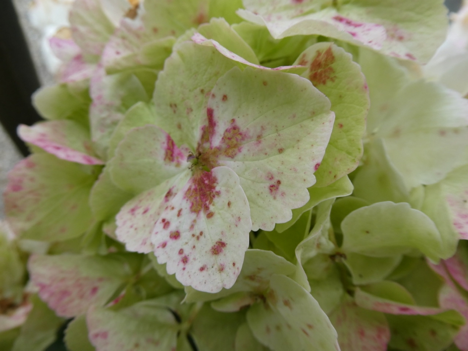 De hortensia krijgt kleur - Planten - 