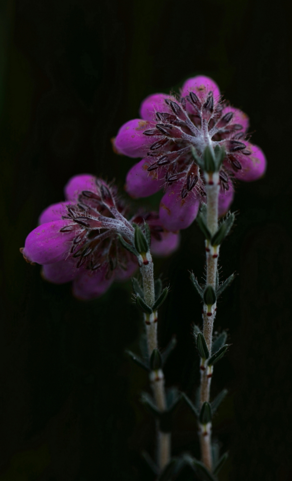 de keerzijde - Planten - gewone dophei