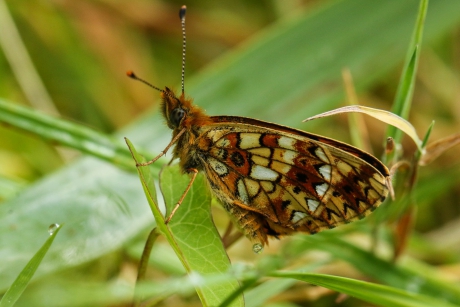De maan op de vleugels van de Zilveren maan