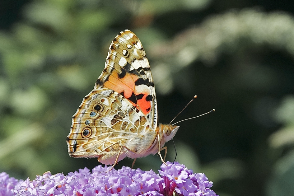 Distelvlinder - Geleedpotigen - Distelvlinder