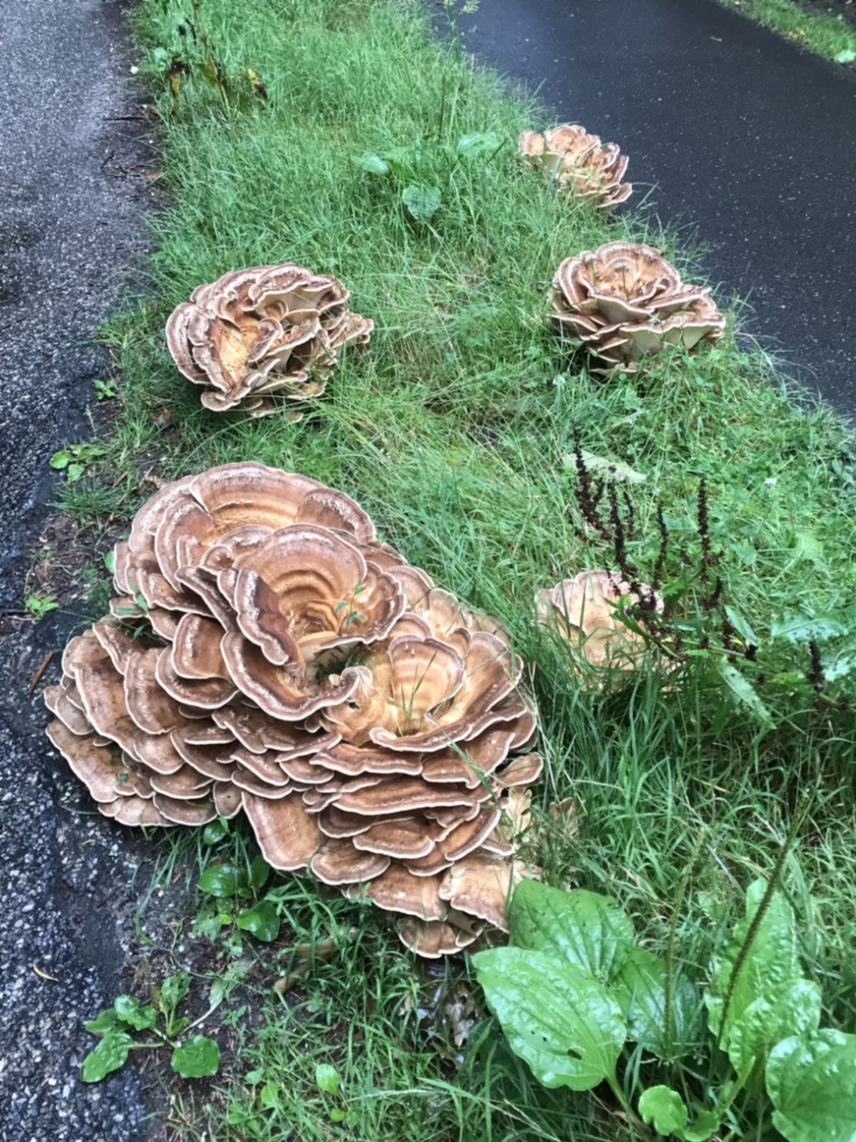 Dit verwacht je toch niet…. - Schimmels - 