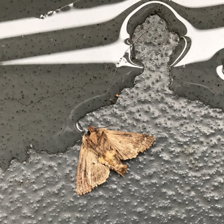 Dode nachtvlinder op de grond van balkon