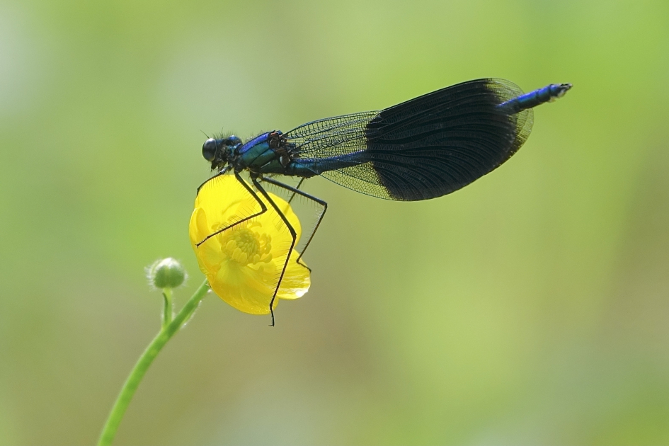 Doorzicht - Geleedpotigen - Weidebeekjuffer