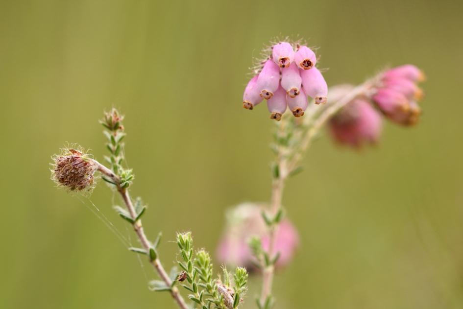 dopheide - Planten - dopheide