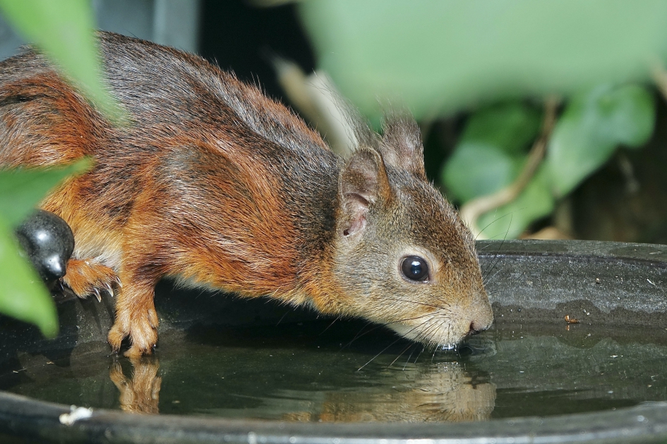 Dorstig weer - Zoogdieren - Eekhoorn