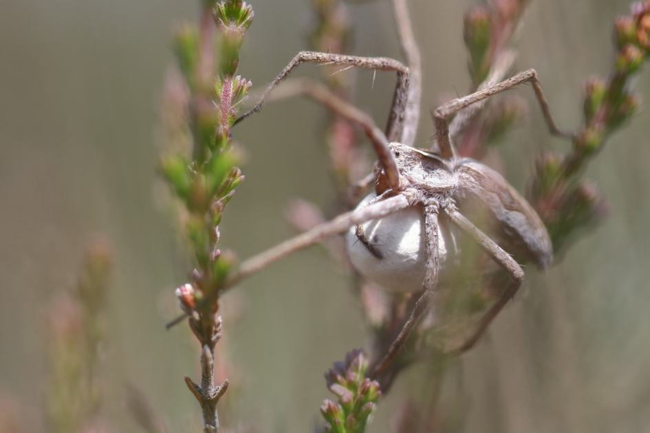 draagmoeder - Geleedpotigen - kraamwebspin