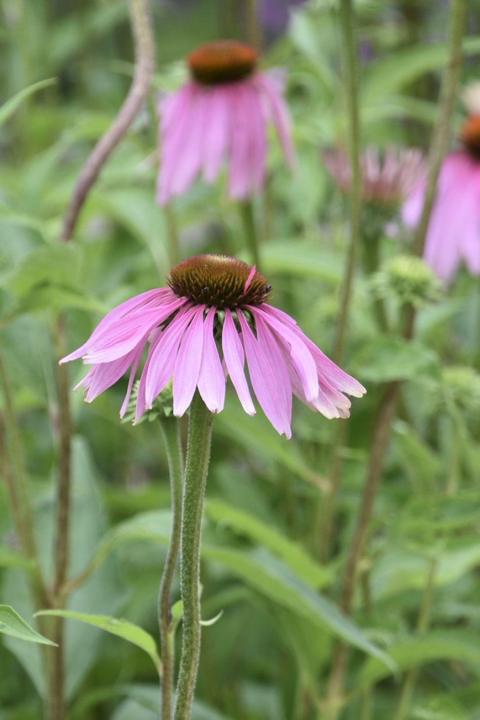 Zonnehoed - Planten - 