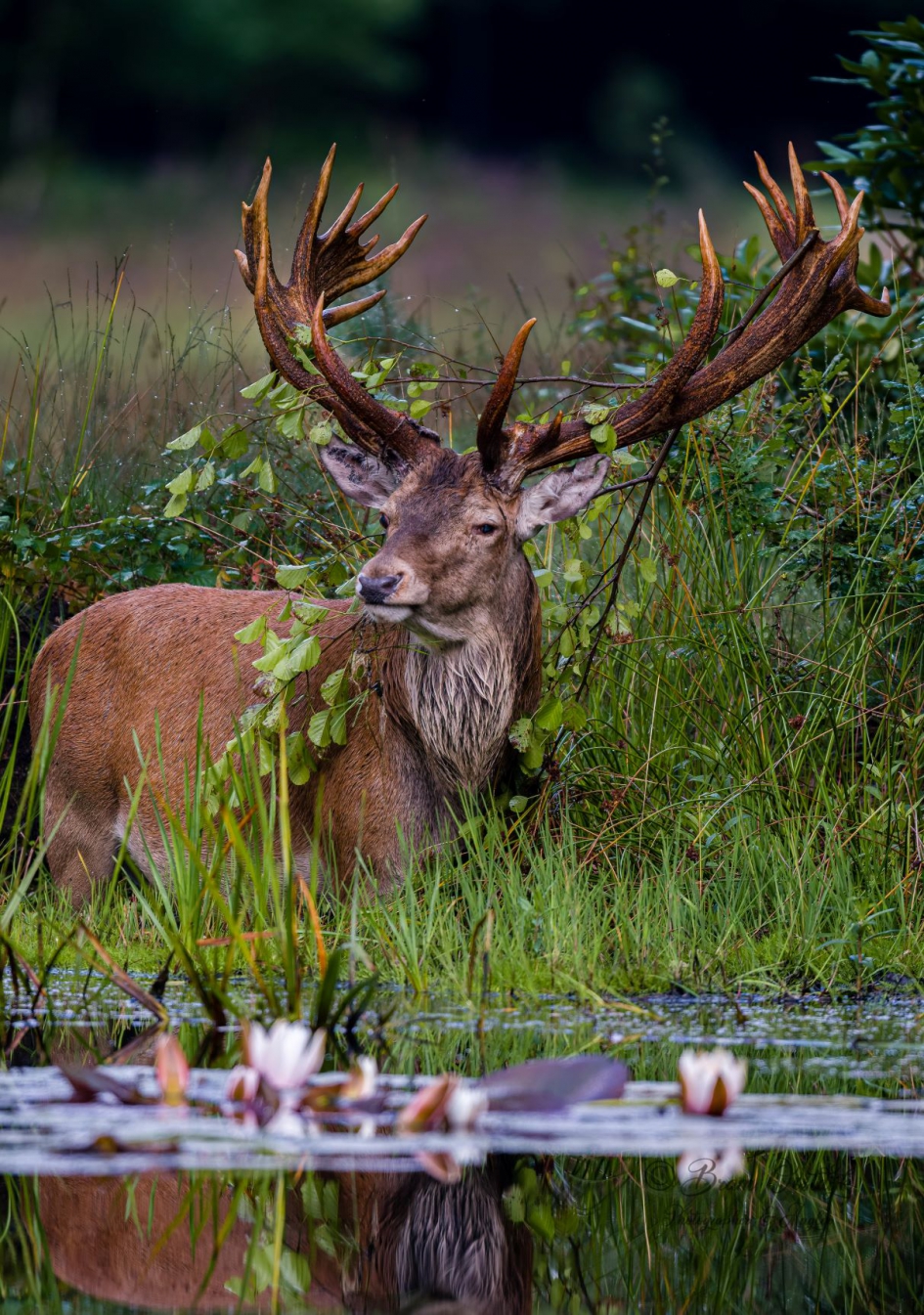 Edelhert - Zoogdieren - Edelhert