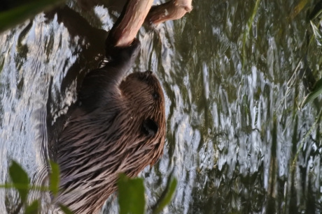Een knagende bever