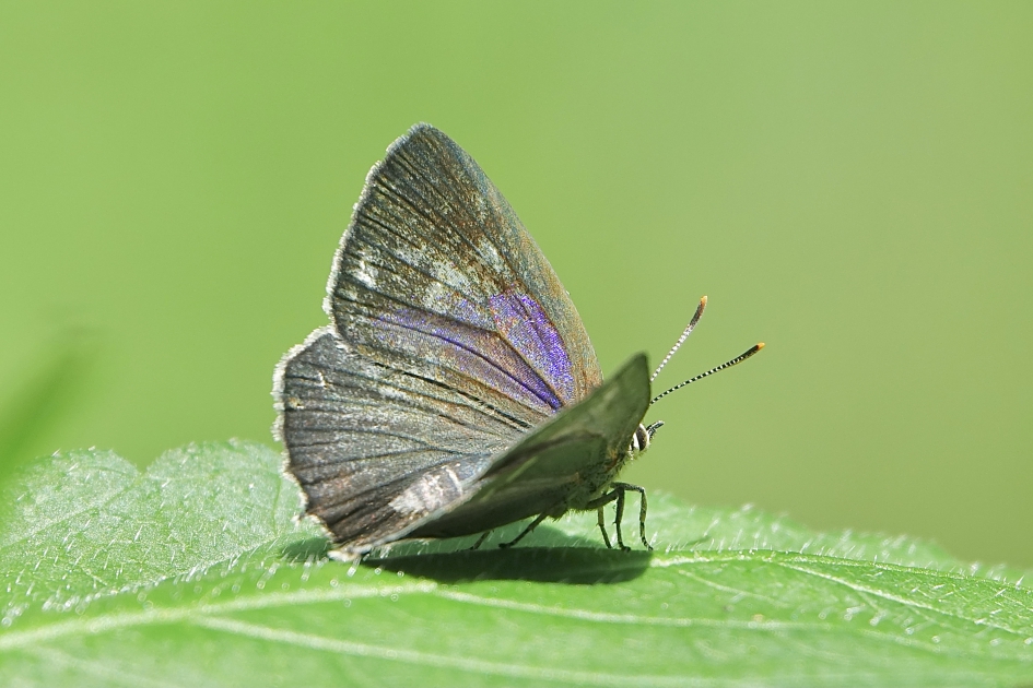 Eikenpage - Geleedpotigen - Eikenpage
