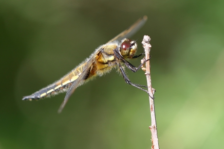 er zit een vlekje aan