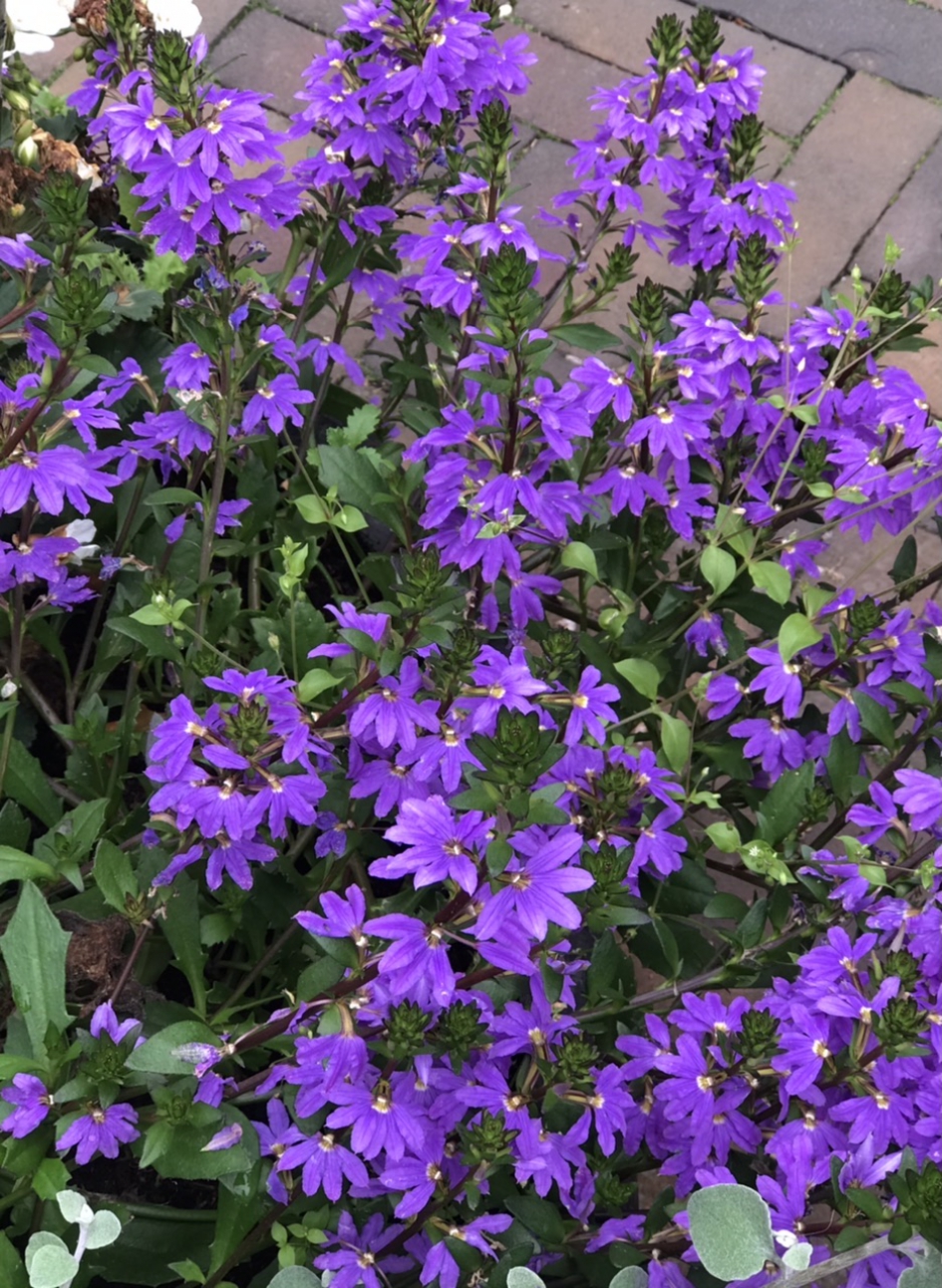 Alpenleverbalsem - Planten - 