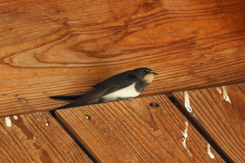 Even op adem komen - Vogels - Boerenzwaluw