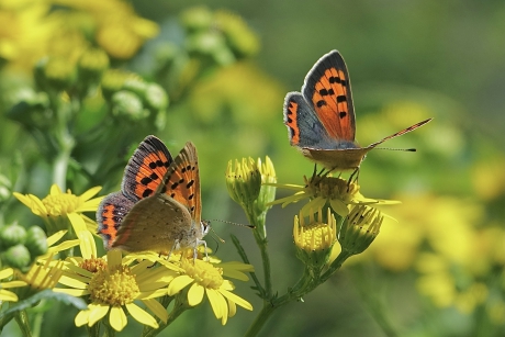 Frisse vuurvlindertjes