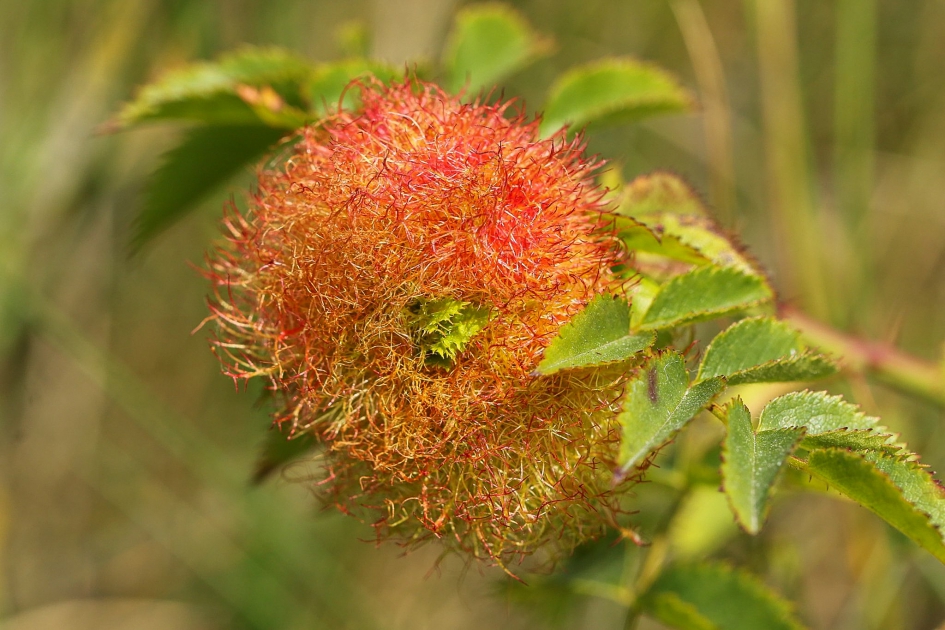 Gal van rozenmosgalwesp - Geleedpotigen - Rozenmosgalwesp