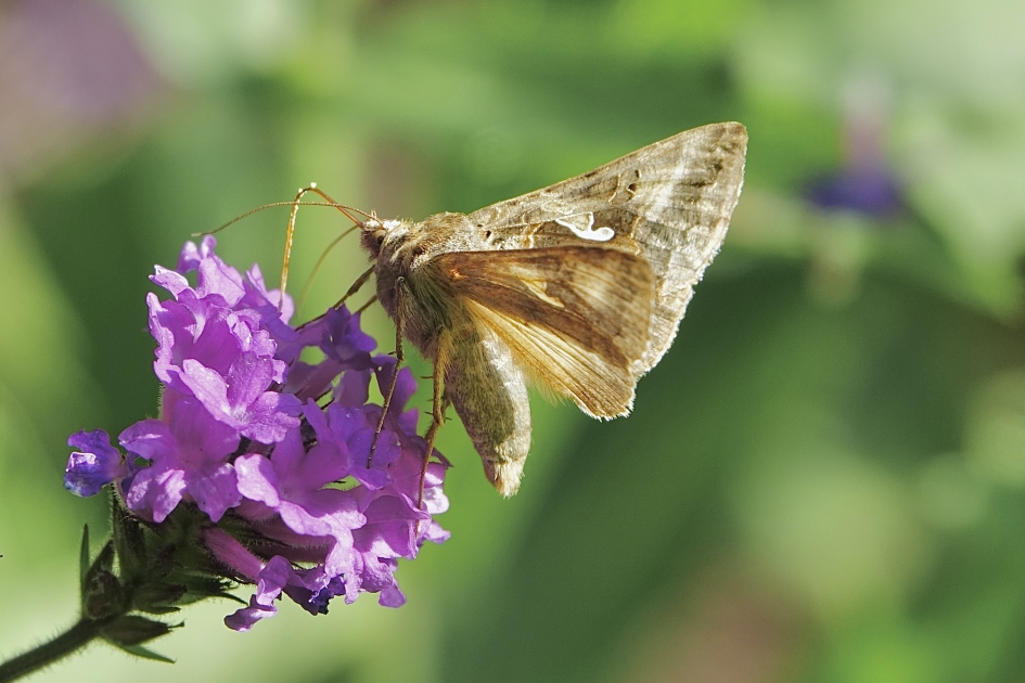 Gamma-uil - Geleedpotigen - Gamma-uil