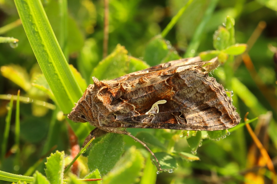 Gamma-uiltje in de ochtendzon - Geleedpotigen - Gamma-uil