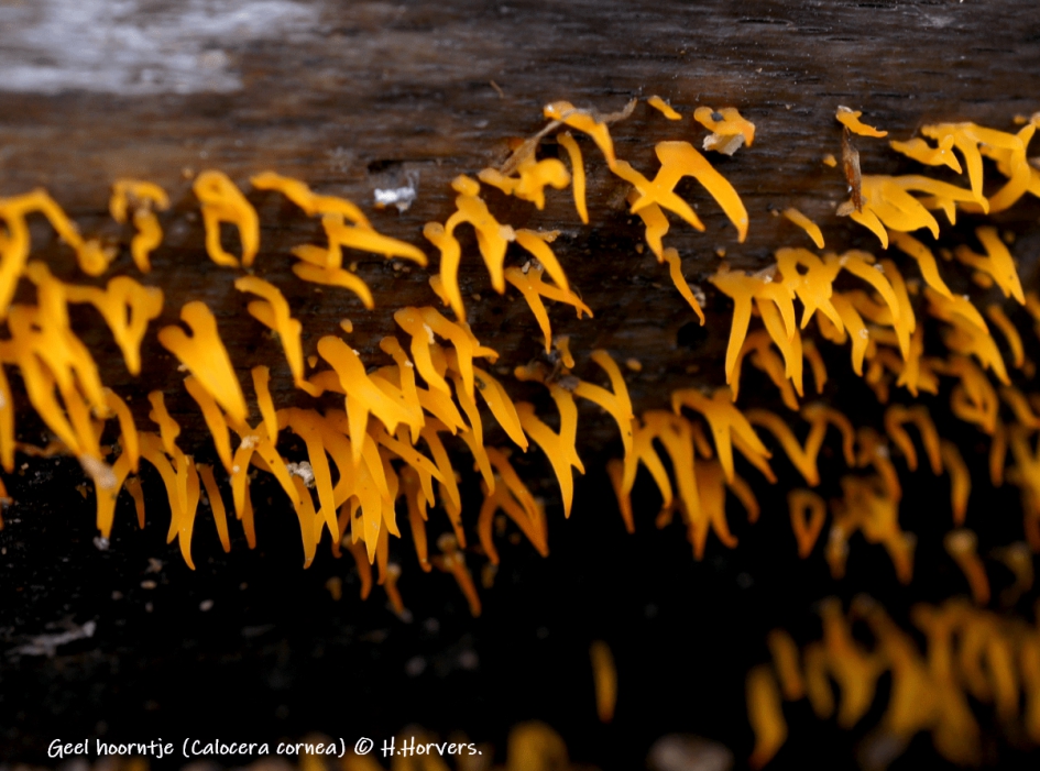 Geel hoorntje (Calocera cornea) - Schimmels - Geel hoorntje