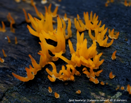 Geel Hoorntje (Calocera cornea)