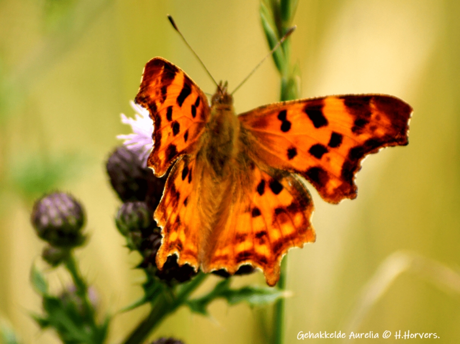 Gehakkelde Aurelia - Geleedpotigen - Gehakkelde Aurelia
