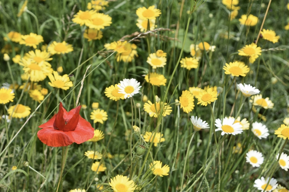 Gele kamille - Planten - 