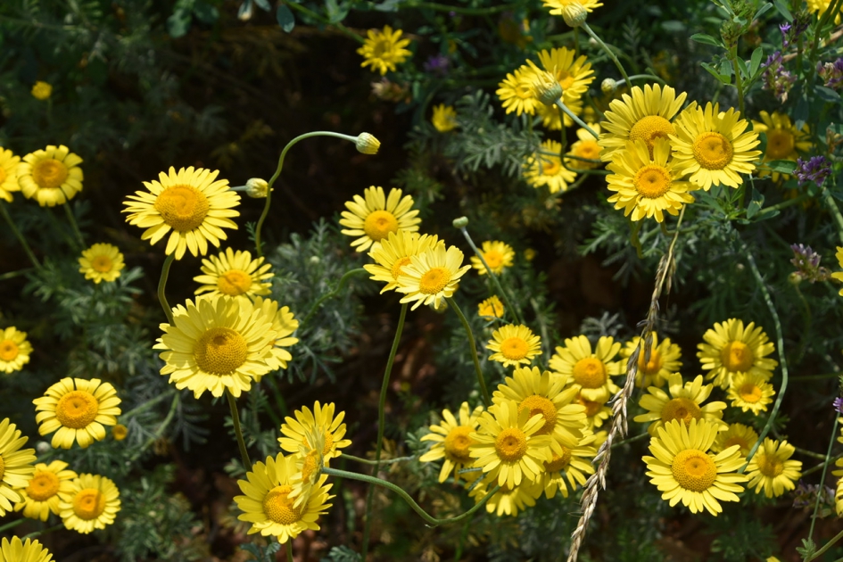 Gele kamille - Planten - 