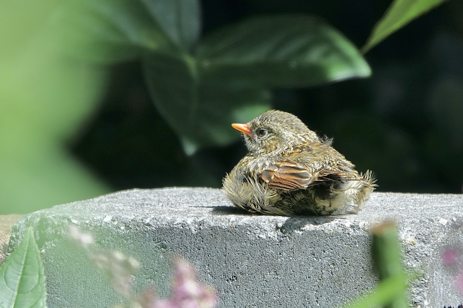 Genietend jong heggenmusje - Vogels - Heggenmus