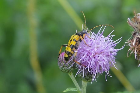 Geringelde smalboktor