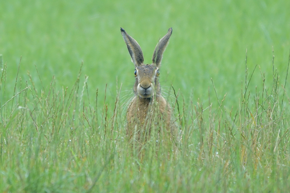 Gespitste oren - Zoogdieren - Haas