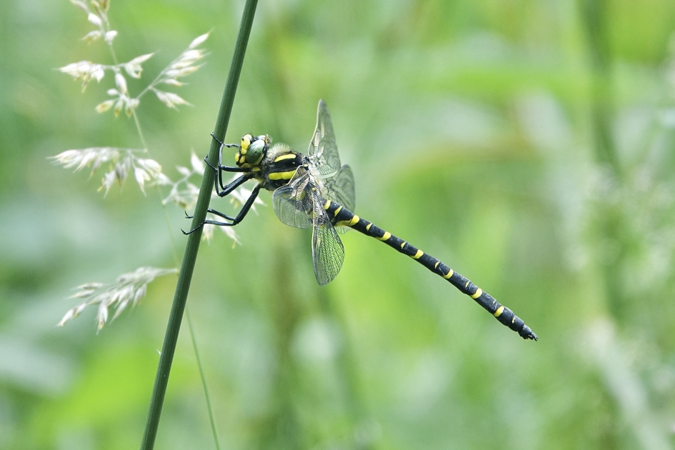 Gewone Bronlibel - Geleedpotigen - Gewone Bronlibel