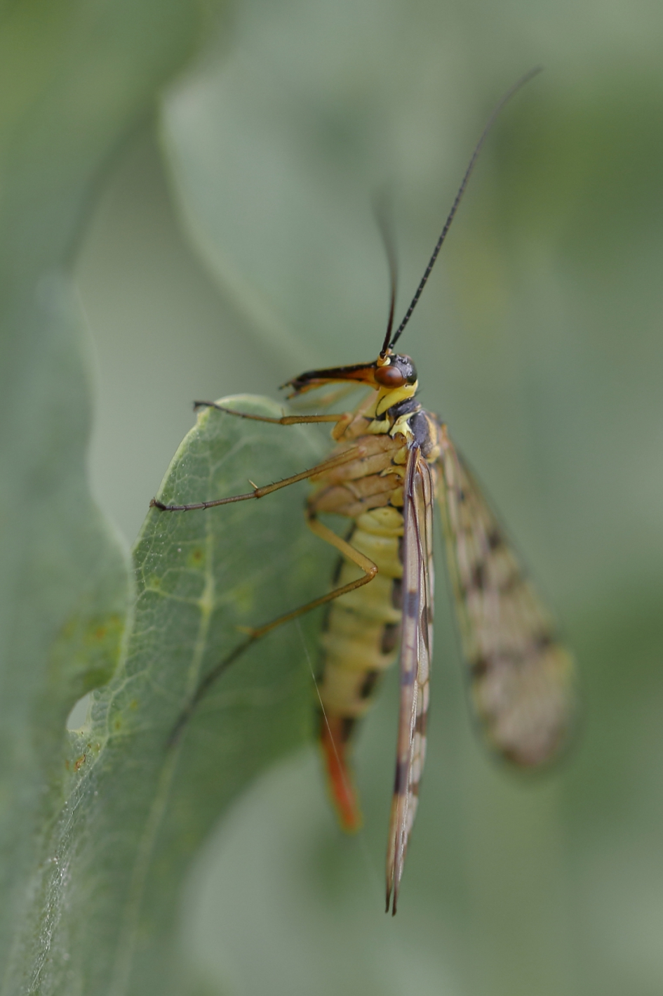gewone schorpioenvlieg -v- - Geleedpotigen - gewone schorpioenvlieg