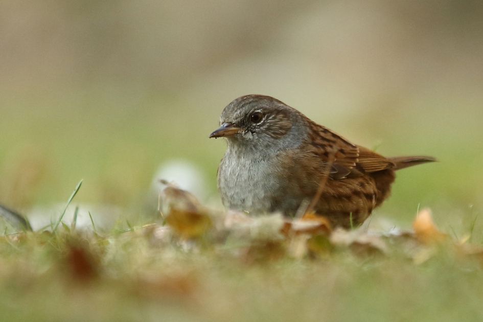 gluren bij de buren - Vogels - heggenmus