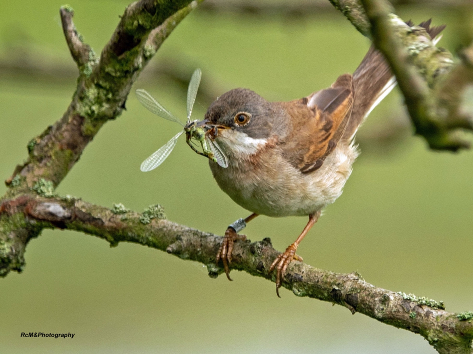 Grasmus. - Vogels - Grasmus.